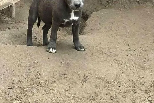 Staffordshire Bull Terrier błekitny piesek, Łódzkie, Sieradz