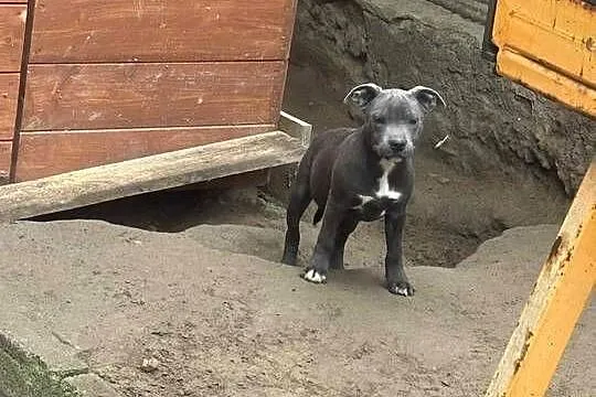 Staffordshire Bull Terrier błekitny piesek, Łódzkie, Sieradz