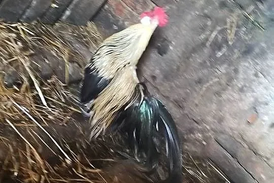 Sprzedam ładnego koguta, Małopolskie, Biała Niżna