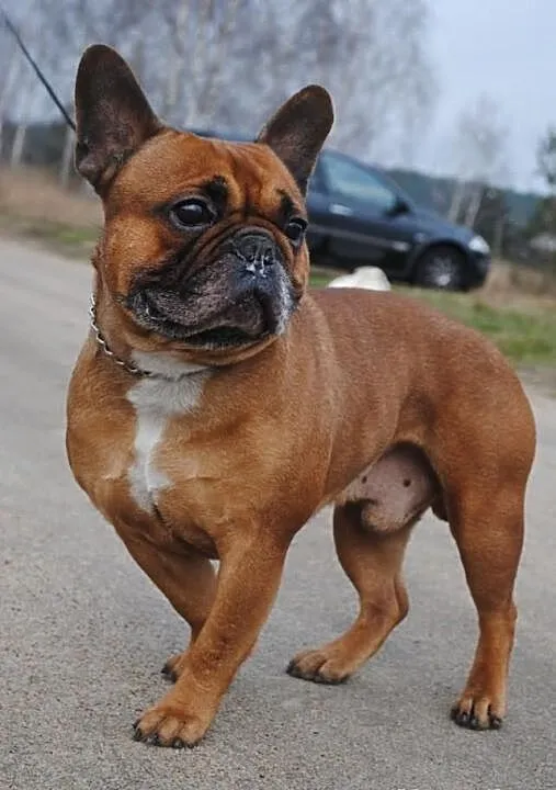 Buldog Francuski Reproduktor Krycie Czerwony