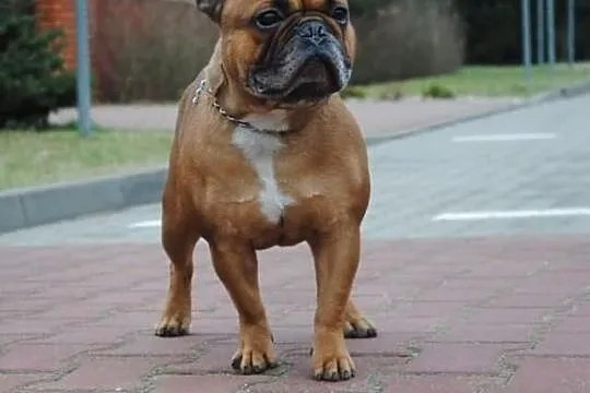 Buldog Francuski Reproduktor Krycie Czerwony