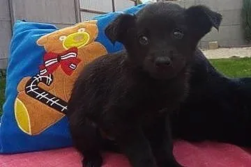 Szczeniaki, 2 miesięczne. Adopcja !,  małopolskie 