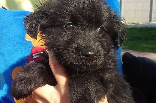Szczeniaki, 2 miesięczne. Adopcja !,  małopolskie 