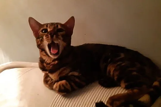 Bengalski Kot - są śliczne kocięta