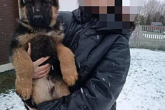 Owczarek niemiecki długowłosy