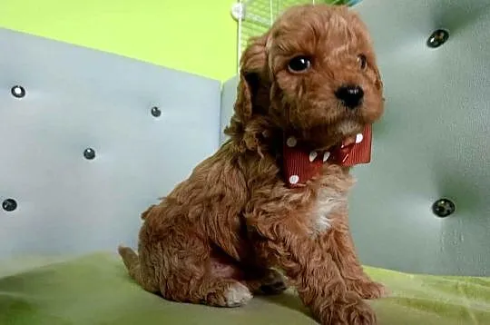 Maltipoo F1b