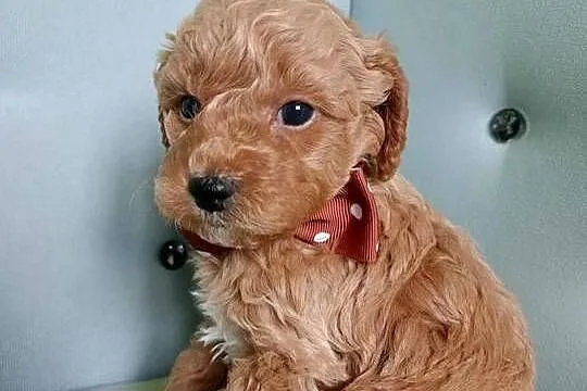 Maltipoo F1b, Małopolskie, Miechów