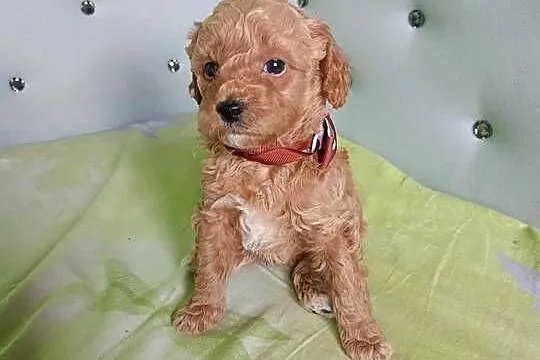 Maltipoo F1b, Małopolskie, Miechów