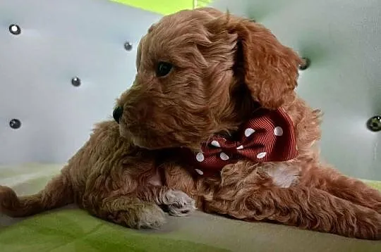 Maltipoo F1b, Małopolskie, Miechów