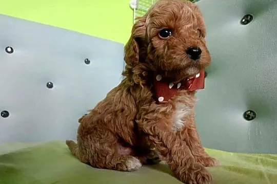 Maltipoo F1b, Małopolskie, Miechów