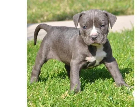 Sprzedam szczenięta rasy pitbull terrier, bardzo zdrowe, z pełną dokumentacją.********