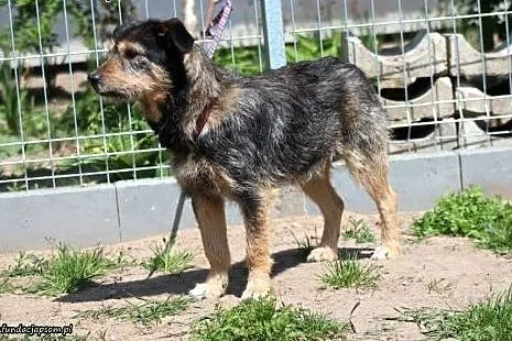 Bery- Twój wspaniały przyjaciel do domu!,  mazowie