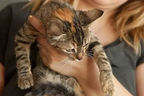 Cudna kicia FILOMENKA szuka domku :),  mazowieckie