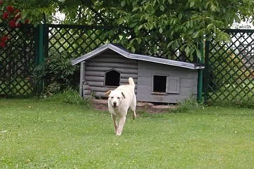 3-letni Coen i Bono - dwa psiaki w typie labków sz