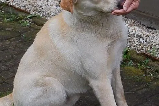3-letni Coen i Bono - dwa psiaki w typie labków sz