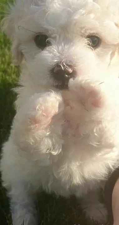 Bichon Frise szczenięta