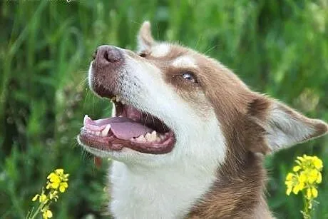 MIKA- malutka husky szuka domu,  śląskie Katowice