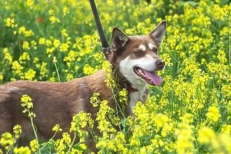 MIKA- malutka husky szuka domu,  śląskie Katowice