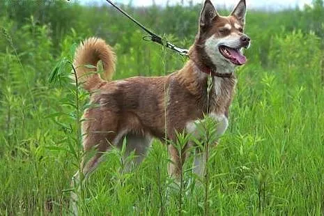 MIKA- malutka husky szuka domu,  śląskie Katowice