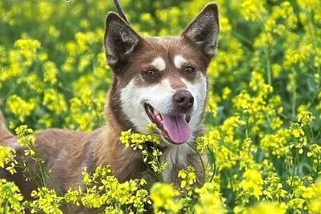 MIKA- malutka husky szuka domu,  śląskie Katowice
