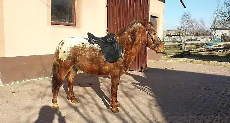 Sprzedam ogiera