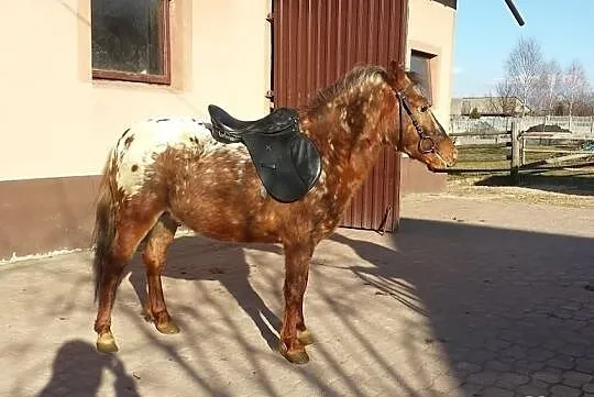 Sprzedam ogiera