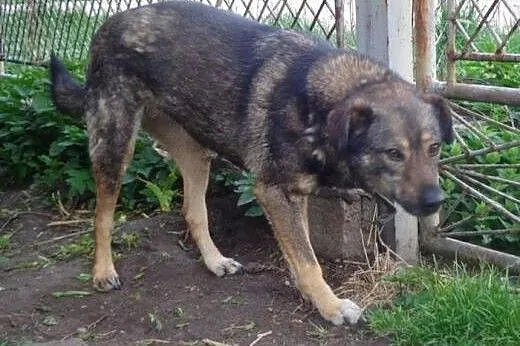 Bardzo biedna sunia AGA, nie wyróżnia się, jest w 