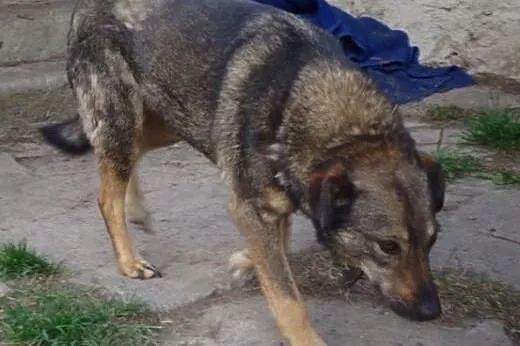 Bardzo biedna sunia AGA, nie wyróżnia się, jest w 