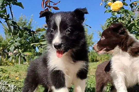 Wspaniały Pies FABIO - BORDER COLLIE z pełną dok. super rodzice - przebadan