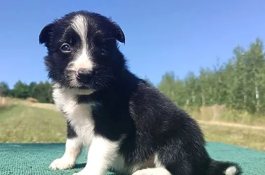 Wspaniały Pies FABIO - BORDER COLLIE z pełną dok. super rodzice - przebadan, Podkarpackie, Iwonicz