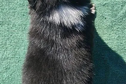Wspaniały Pies FABIO - BORDER COLLIE z pełną dok. super rodzice - przebadan, Podkarpackie, Iwonicz