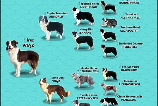 Wspaniały Pies FABIO - BORDER COLLIE z pełną dok. super rodzice - przebadan, Podkarpackie, Iwonicz