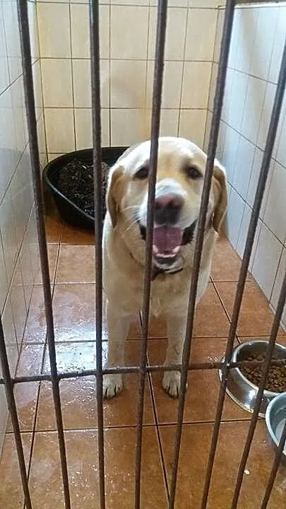 Dembin - biszkoptowy labrador szuka domu