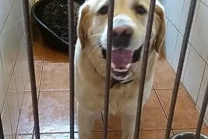 Dembin - biszkoptowy labrador szuka domu