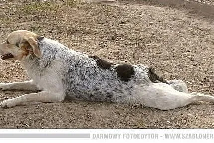 Delikatna, młoda, mała Małgosia szuka domu ,  Kund