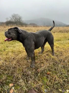 Buldogi staroangielskie do rezerwacji z hodowli zapraszam, , Łomnica-Zdrój