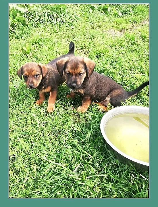 Dwie maleńkie,prześliczne suczki,7 tyg,zaszczepione,odrobaczone.PILNA ADOPCJA!, dolnośląskie Wrocław,