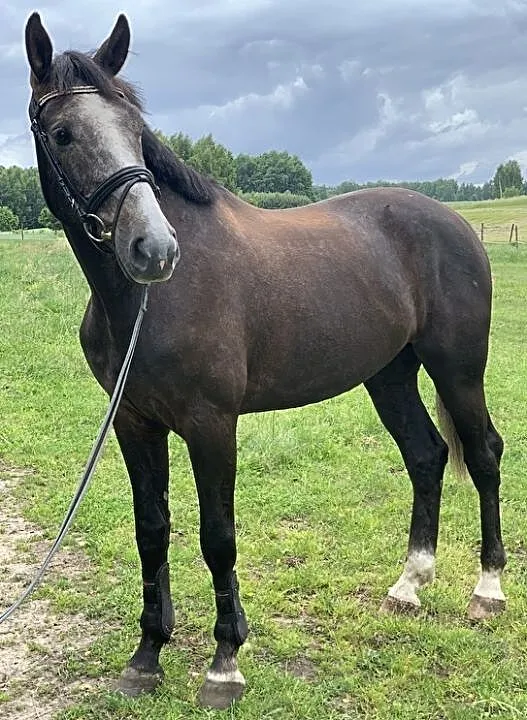 Walach (Corragio-Tjungske-Balou du Rouet), , Harta