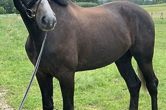 Walach (Corragio-Tjungske-Balou du Rouet), , Harta