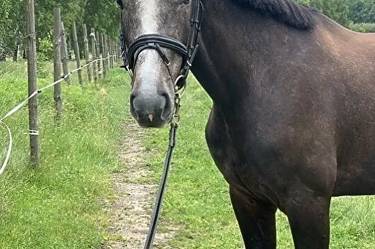 Walach (Corragio-Tjungske-Balou du Rouet), , Harta