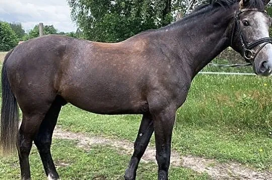 Walach (Corragio-Tjungske-Balou du Rouet), , Harta