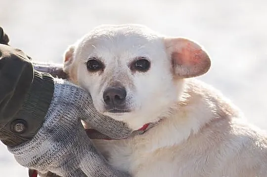 Odebrana z trudnych warunków ISKIERKA do adopcji!