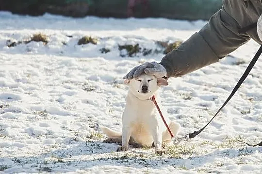 Odebrana z trudnych warunków ISKIERKA do adopcji!
