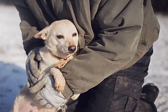 Odebrana z trudnych warunków ISKIERKA do adopcji!