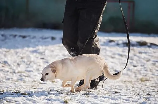 Odebrana z trudnych warunków ISKIERKA do adopcji!