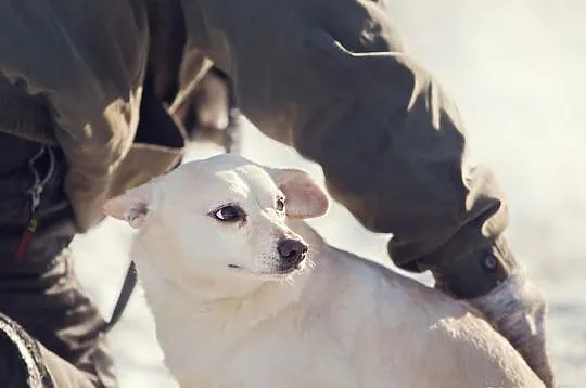 Odebrana z trudnych warunków ISKIERKA do adopcji!