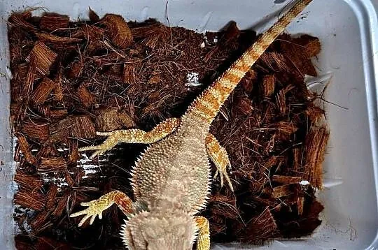 Agama brodata samiczka., Mazowieckie, Wołomin