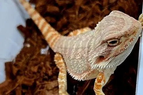 Agama brodata samiczka., Mazowieckie, Wołomin