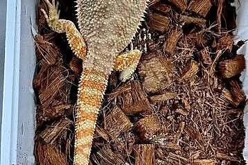 Agama brodata samiczka., Mazowieckie, Wołomin