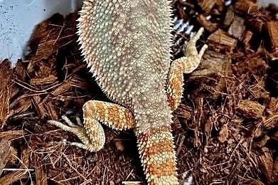 Agama brodata samiczka., Mazowieckie, Wołomin